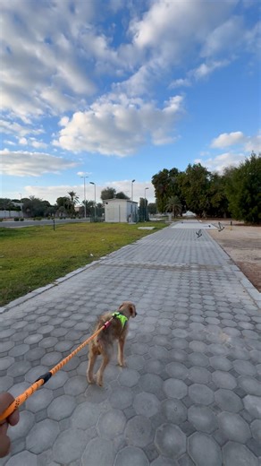 The Kind of Morning Everyone Dreams Of 🌤️🐾 Peaceful Walk, Calm Clouds, Perfect Weather Vibes❤️🦮