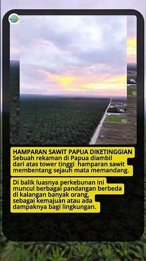 Hamparan Luas Sawit Di Papua