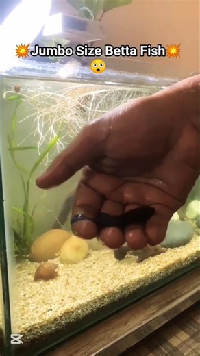 💙 #fish #bettafish #arowana #shortvideo #viralvideo #shorts #trending #ytshorts #foryou#fypシ゚viral