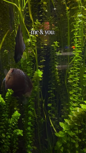 These are discus fish and they look like they’re kissing, which is a ritualistic form of dominance testing and a precursor to breeding! 🐠 💋 Tag your only fish in the sea in the comments! 🫧 🐠 🐟 | The Florida Aquarium