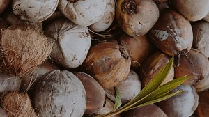 Exporting Coconut Indonesia - PT Royal Coconut