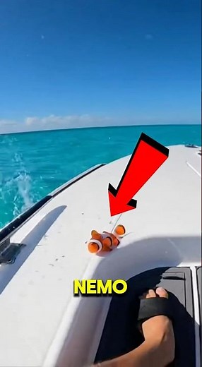 Rescuing Nemo from a Barracuda Attack