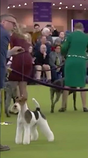 Why the Wire Fox Terrier stands out