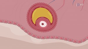 Video: Mouse Antral Oocyte Isolation: A Method to Isolate Antral Oocytes from Freshly Harvested Mouse Ovaries - Experiment