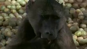 Animals Are Beautiful People - Sivatagi Show 240p. 1974 HUN