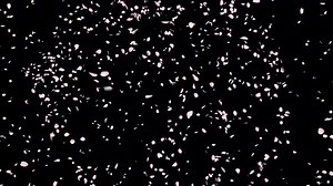 Cherry Blossom Petals Explosion