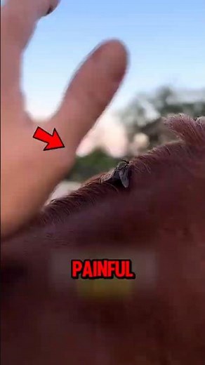 This Fly Is Every Horse's Worst Nightmare 😱🐎 #Horsefly #HorseFacts #AnimalFacts