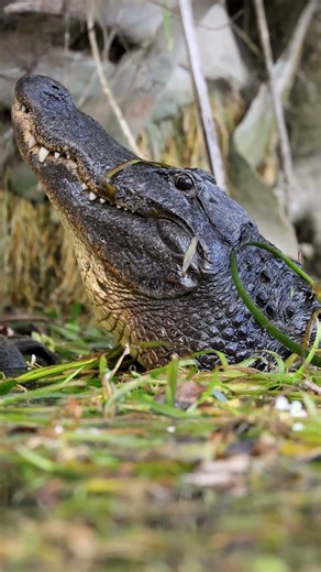 Alligators Bellow in reply to Bomb Testing