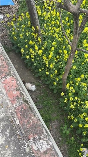 Cat rapidly climbs tree after being called in Anhui, China