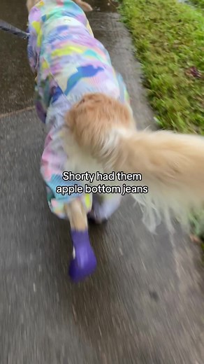 Golden Retriever Boots: TikTok Trend Song & Dance