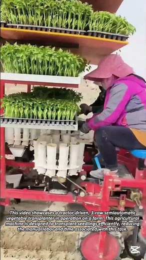 Modern Farming Technology: Efficient Seedling Transplantation on a Farm