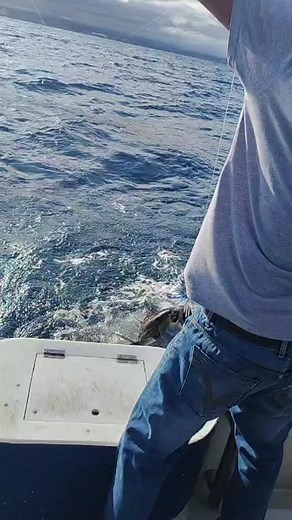 12K views · 182 reactions | Simply the Best Fishing Charters South Africa on Reels | Facebook