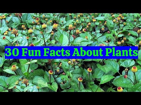 30 Fun Facts About Plants