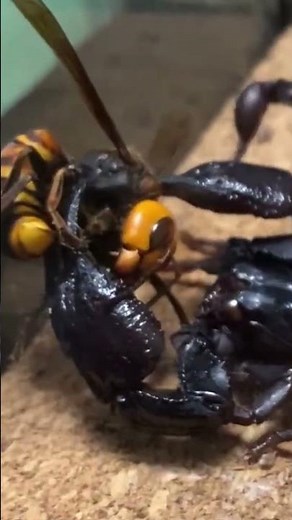 ABW Shorts - Asian Hornet Vs Asian Forest Scorpion - Who Wins? [Epic Bug Battle] [High Definition]