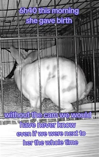 my pet mini rex gave birth on day 32. It is her 2rd litters ever she was for sure unsure of them.