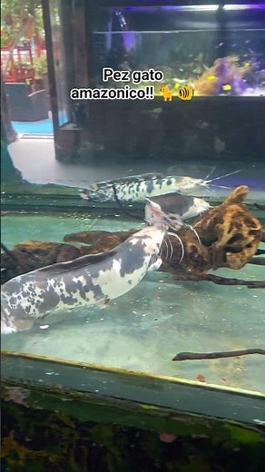 Amazonian catfish at Nautilus Aquarium - Peru!!! #aquarium #visits #nautilus