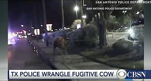 Cow leads police on hot chase