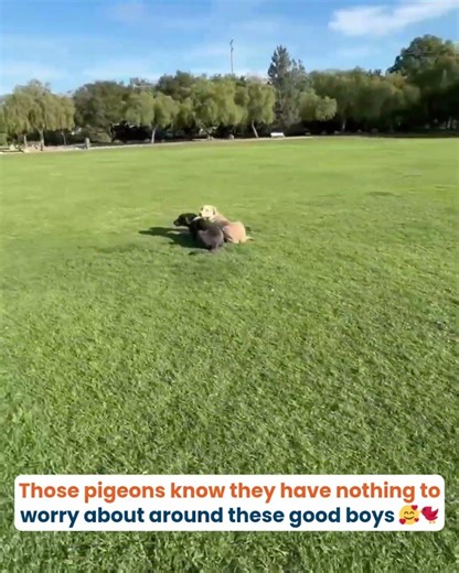 Just a couple of sweet, goofy guys 🫶