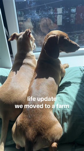 Dogs Moving from City to Farm: Feeding & Care Tips
