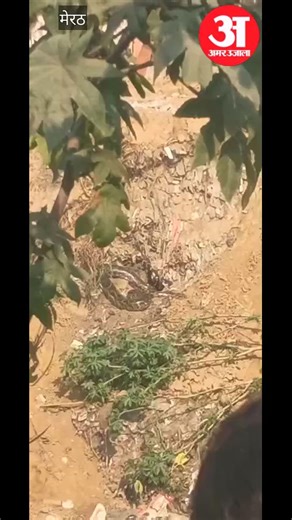 Meerut: जागृति विहार में अजगर की दहशत