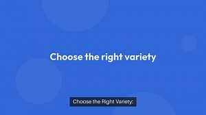 How To Grow Tomatoes In Pots