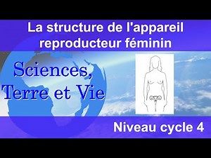 La structure de l'appareil reproducteur féminin