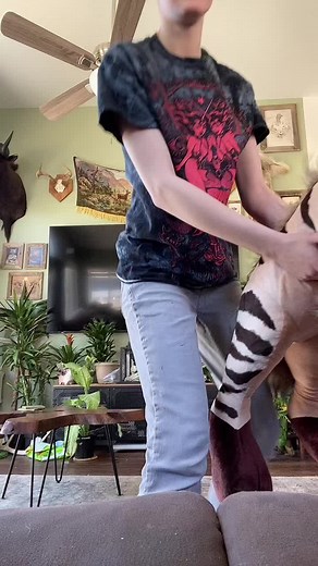 Hyena Plush Toy Collection for Dog's Best Friend