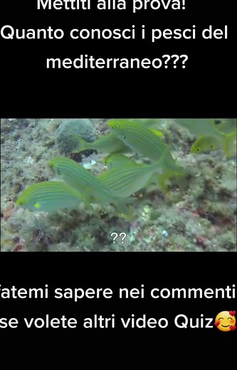 Exploring Marine Life: Fish and Sea Slug Identification