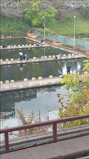 市ヶ谷 ﾌｨｯｼｭｾﾝﾀｰ コイ ニジマス 金魚 釣り堀 法政 中央 東京理科 多摩美 日大 総武 上智 FISH-CENTER ICHIGAYA-STATION TOKYO JAPAN JAPON
