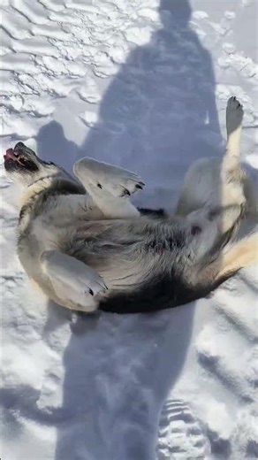 Farm Dogs Enjoying Winter #Great Pyrenees #Husky/Shepherd