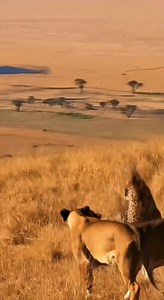 The consequences of a leopard attacking an eagle #leopard #shortsreels #Eagles #leopard #oldeagle #animalworld #animalsspirit #animal world battle | wildlife park