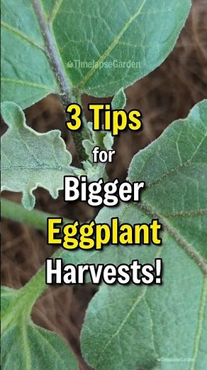 Beginner Guide to Growing Eggplants 🍆 | Quick Garden Tips