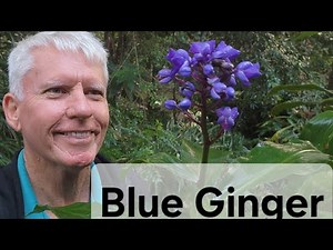 Growing Blue Ginger