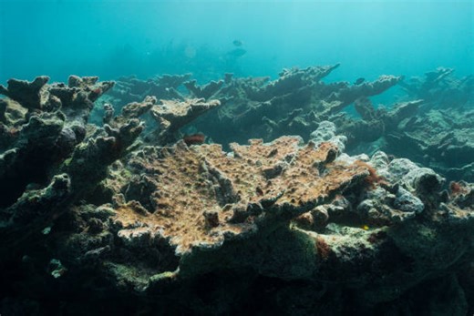 San Antonio Zoo to open coral conservation lab in 2026