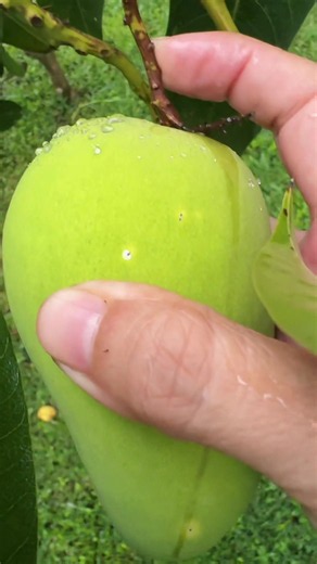 ASMR cosecha de mangos para dormir — sonidos de naturaleza
