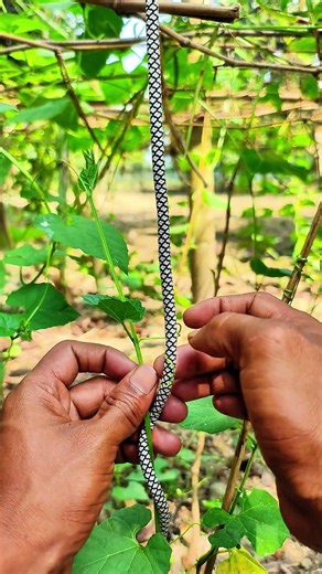 The climbing vegetable tree can really climb up the rope