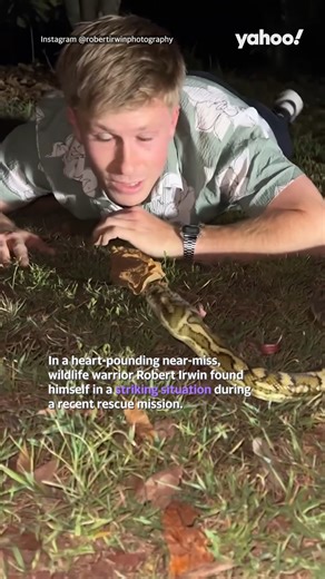 3.8K views · 17 reactions | Angry #python’s near miss to #RobertIrwin’s face. | Yahoo Lifestyle Australia | Facebook