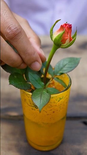 🌿1 Simple Steps to Grow Beautiful Rose from Buds at Home🌹