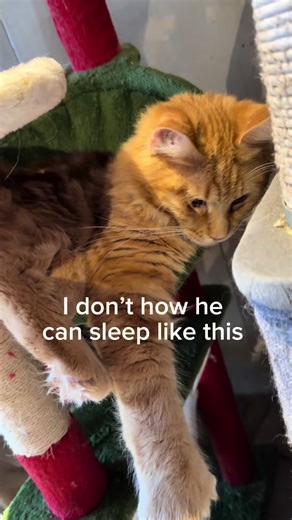 Nova’s Royal Pets, CORP (@novas.royal.pets)’s videos with original sound - Nova’s Royal Pets, CORP