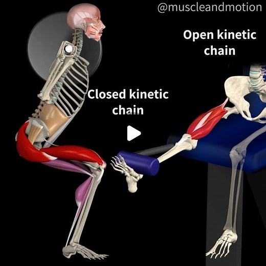 Muscle and Motion on Instagram: "OPEN and CLOSED KINETIC CHAINS🔁 A kinetic chain (also referred to as a kinematic chain) is a concept taken from engineering that describes human movement, in which joints and segments have an effect on one another during movement. There are two types of kinetic chain exercises: open and closed. ☝️ Our first exercise is an Open Kinetic Chain exercise. Here the distal segment of the extremity is free to move in space, whereas the proximal part of the limb is fixed