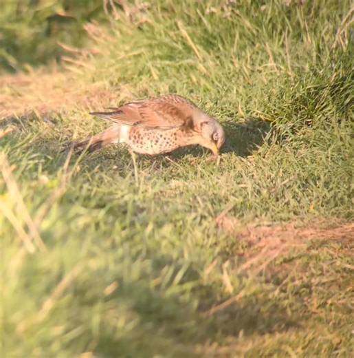 🪱🐦‍⬛ This gorgeous fieldfare was seen by Rangers Ben & Tara last week at Newbiggin. We spotted this bird foraging ahead of us on the coast path, just in time for us to stay hidden and let it focus on the worms! 🌊 Finding a fieldfare so close to the sea, it likely just landed after a long migration, travelling from northern and eastern Europe. 🌱 Alongside worms fieldfares love berries, and the number of these birds wintering in the UK each year depends on berry crops nearby to breeding ground
