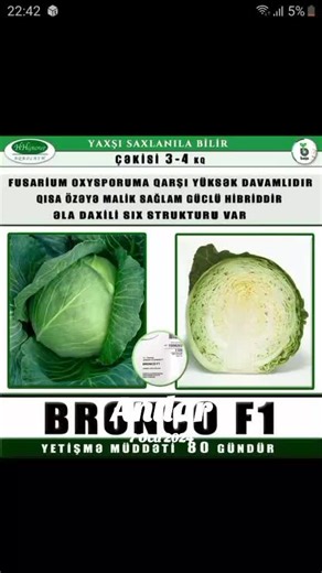 Exploring Diverse Cabbage Varieties and Their Features