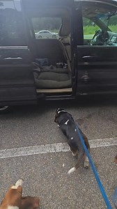 Loading the hounds! Grover needs a boost! #carldaphnepups #bassethound #bassethoundmoments #bassetlife | Carl and Ellie's Basset Hound Adventures