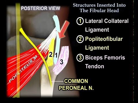 Structures Inserted Into The Fibular Head - Everything You Need To Know - Dr. Nabil Ebraheim