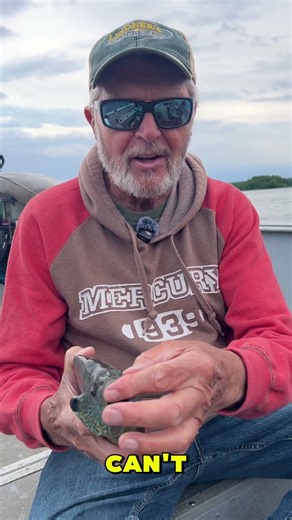Al Lindner is showing off a gorgeous Hybrid he caught this week ! #fishing #shorts #shortsfeed
