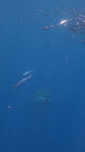 Be the bigger fish. #reels #facebookreels #sharks #greatwhiteshark #trendingreels # | Dustin Burkhouse photography