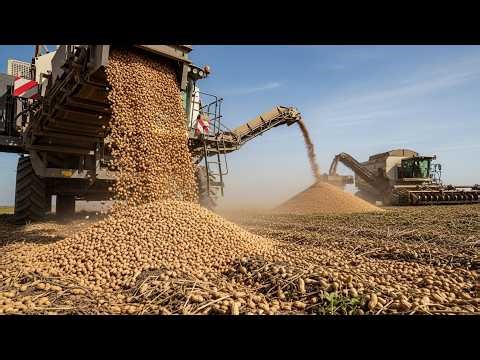 Inside Massive Peanut Harvesting and Processing for Worldwide Distribution