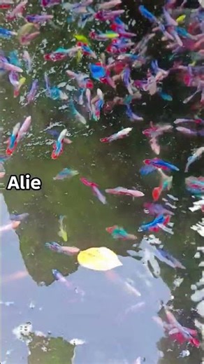 alien Indonesia breeder Quilty beta. #bettafish #comedyfilms #bluebettafish #bettafishuae