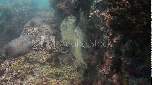 Giant clam (Tridacna gigas) spawning, showing the release of eggs and sperm in a coral reef environment. Captured in natural underwater conditions. Stock Video