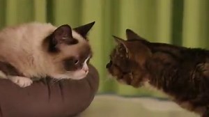 546K views · 28K reactions | Our hearts broke today when we heard...